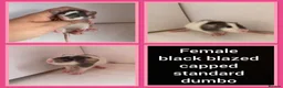 Rat rodents for sale: Adorable baby rats for sale  - Advert 24