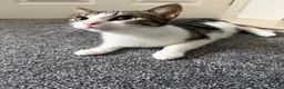 Domestic Shorthair cats for sale: 2 year old female cat  in Rotherham - Advert 3