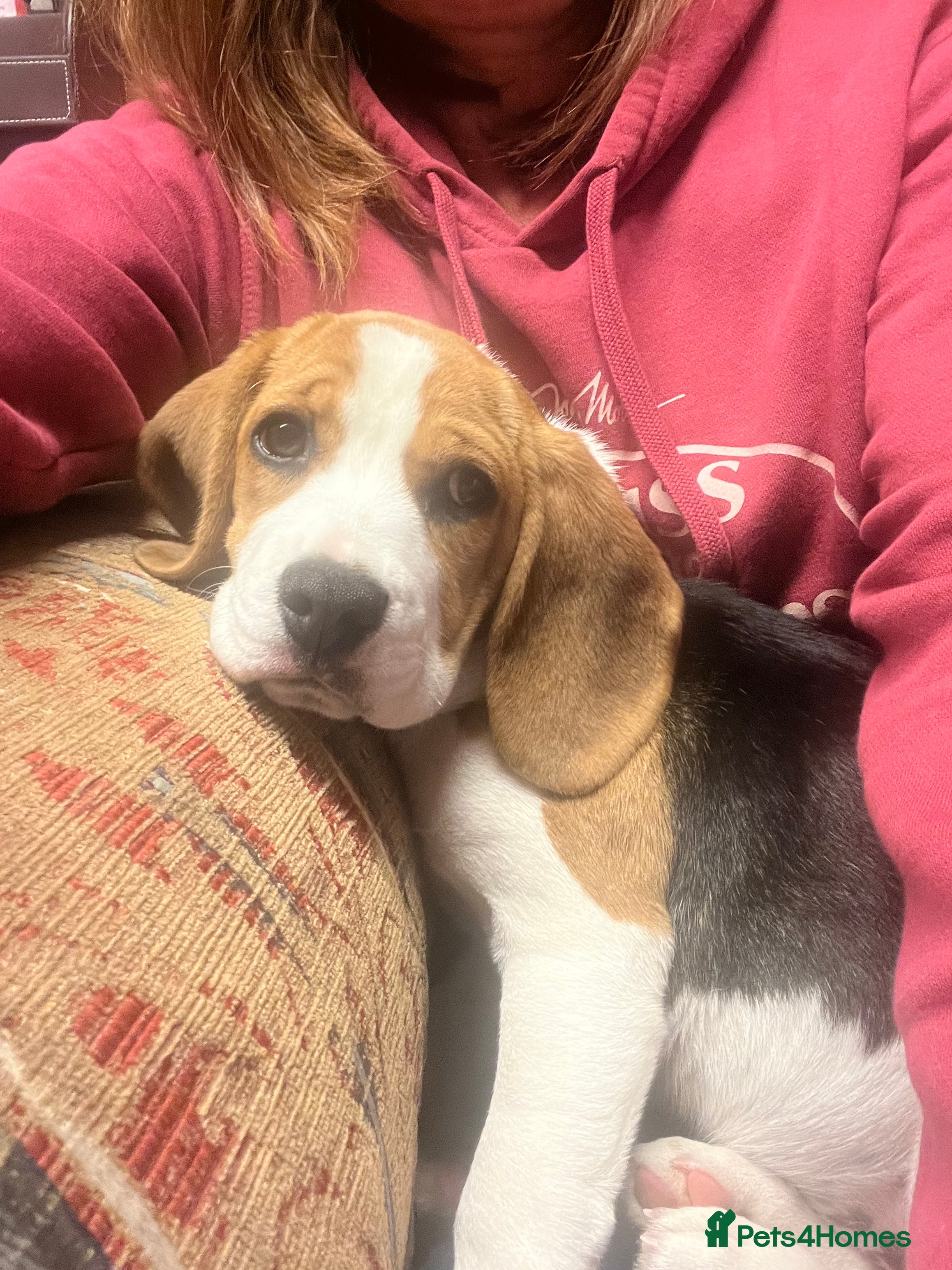 Beagle dogs Beagle puppy female 6 months old  - Advert 1