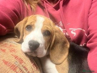 Beagle dogs Beagle puppy female 6 months old - Advert 1