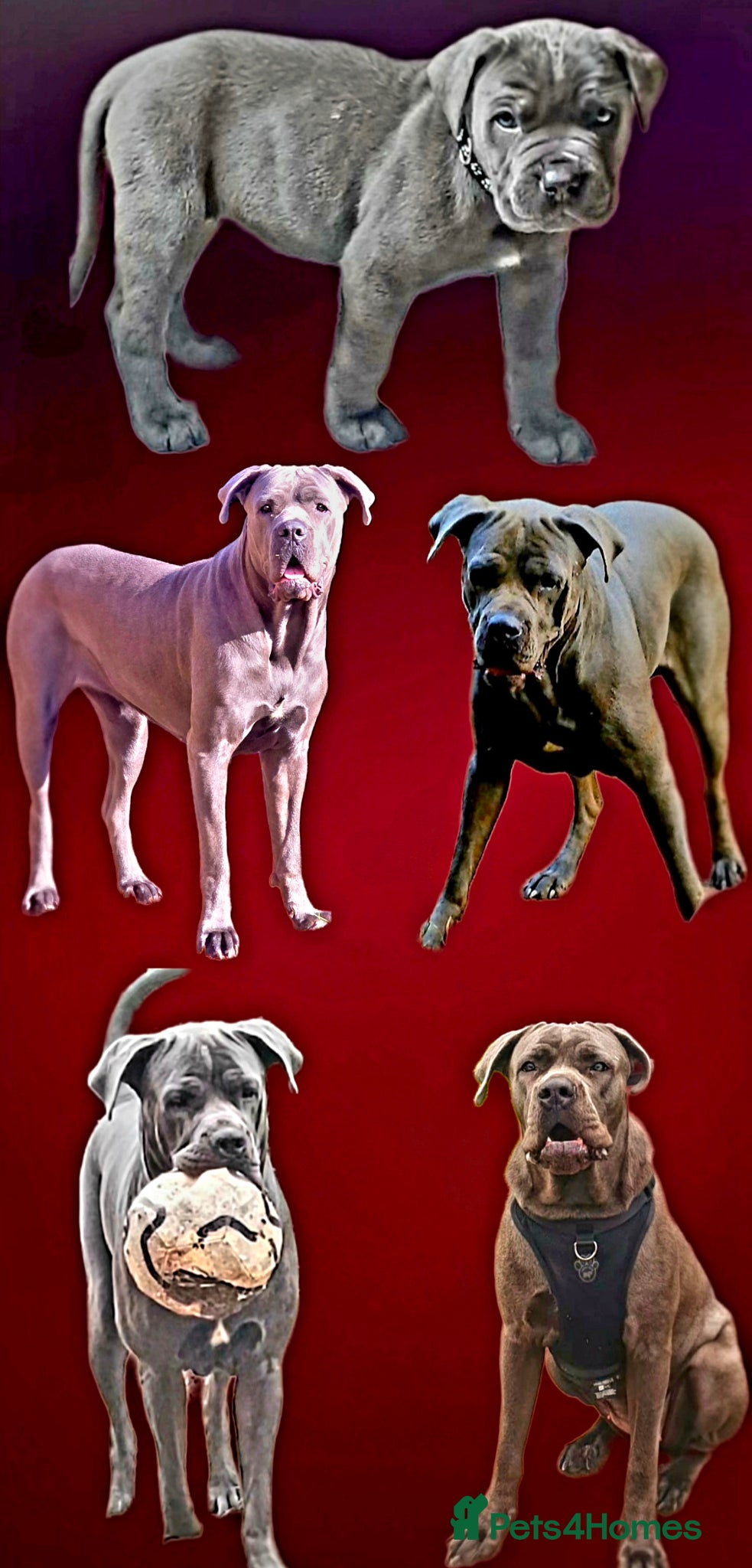 Cane Corso dogs 3 years old Cane Corso spayed - Advert 16