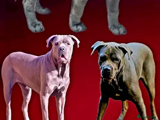 Cane Corso dogs 3 years old Cane Corso spayed - Advert 16