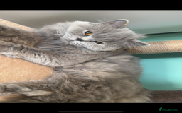 British Longhair cats for sale: British long hair  - Advert 6