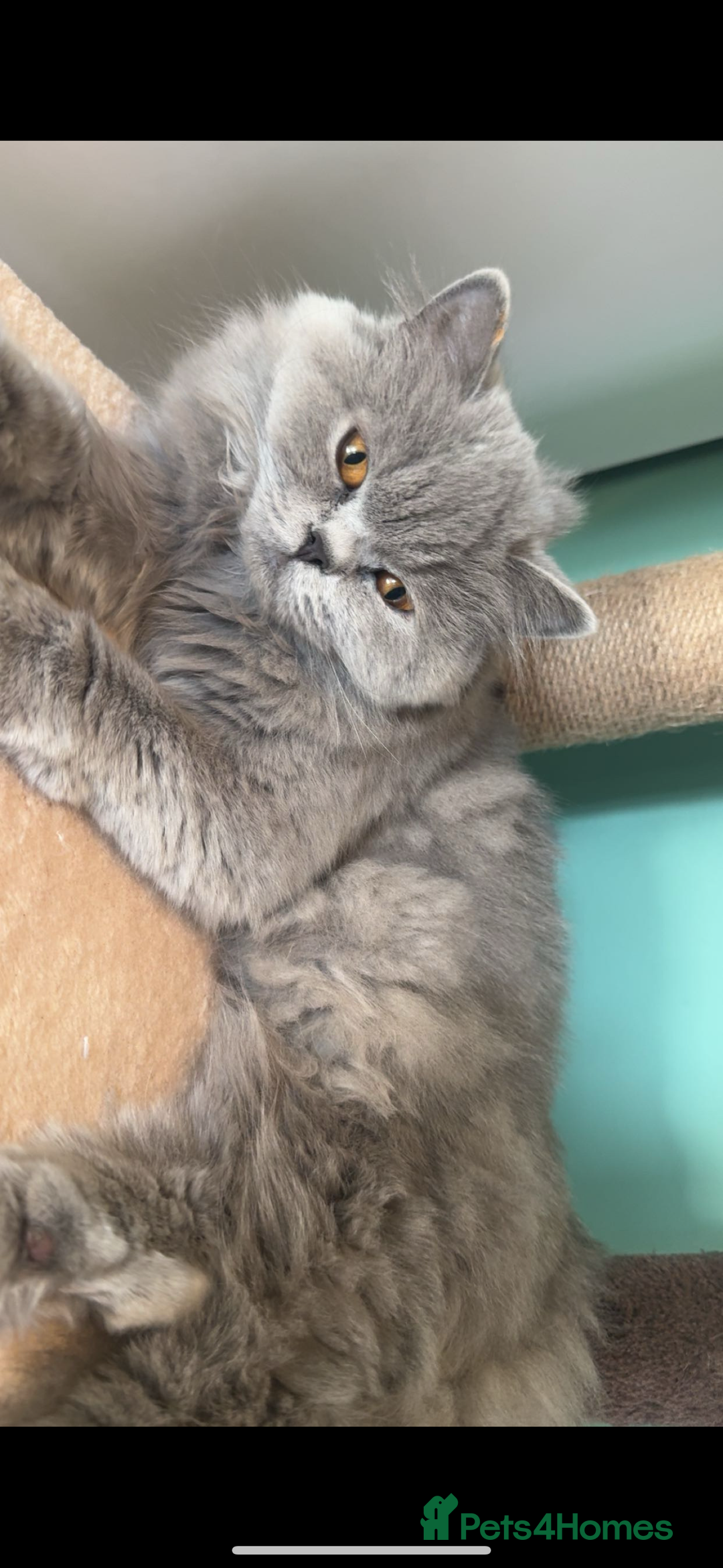 British Longhair cats for sale: British long hair  - Advert 6