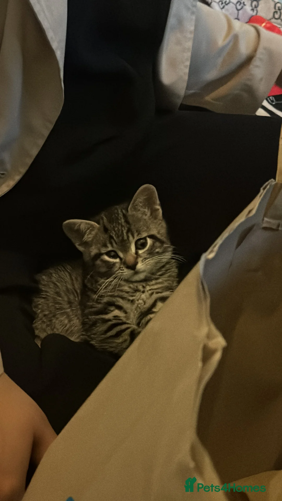 Mixed Breed cats for sale: Fifi - lovely tabby cat - Advert 4