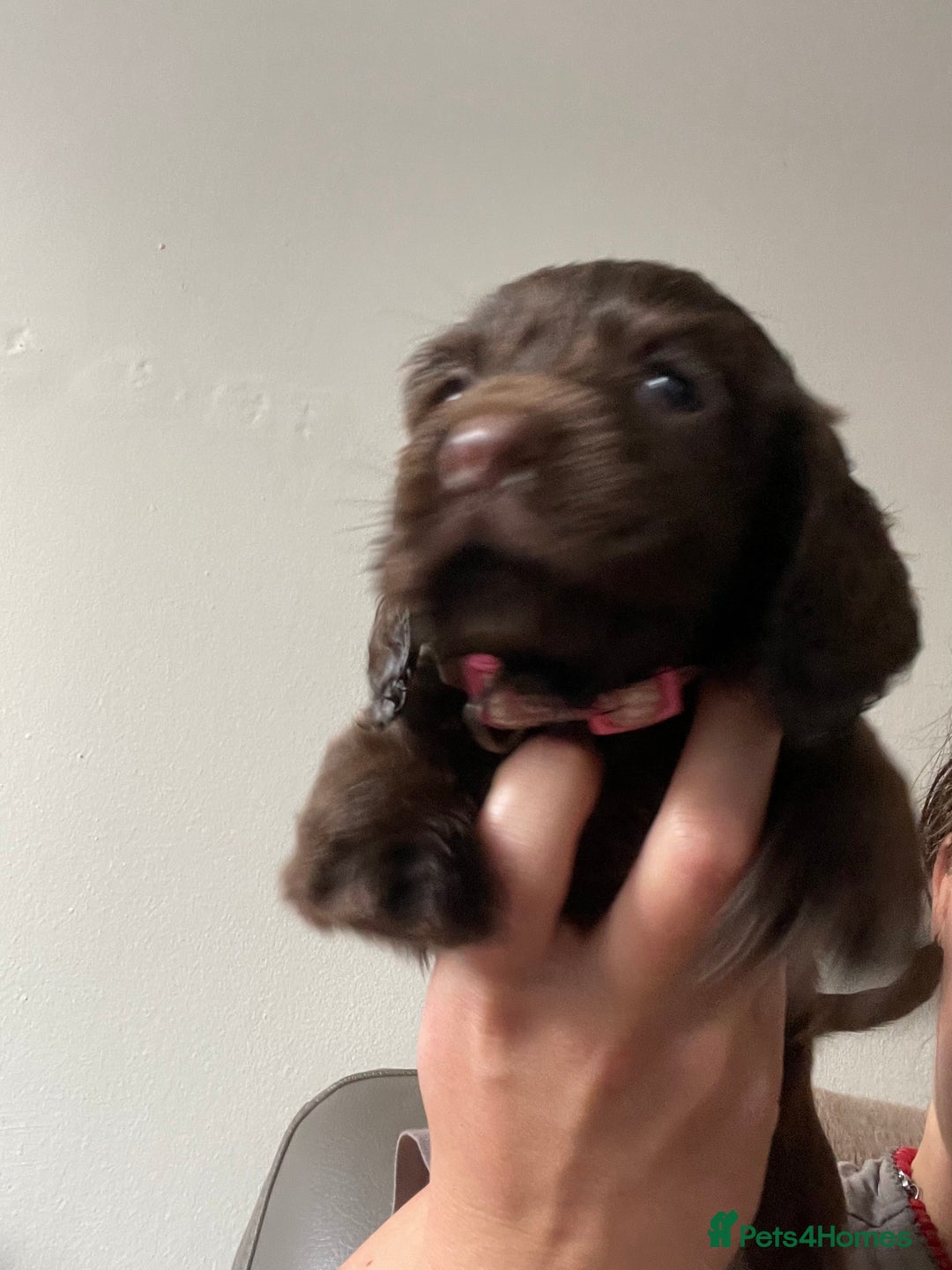 Cocker Spaniel dogs for sale: Cockerspaniel puppys Ready now!!! - Advert 25