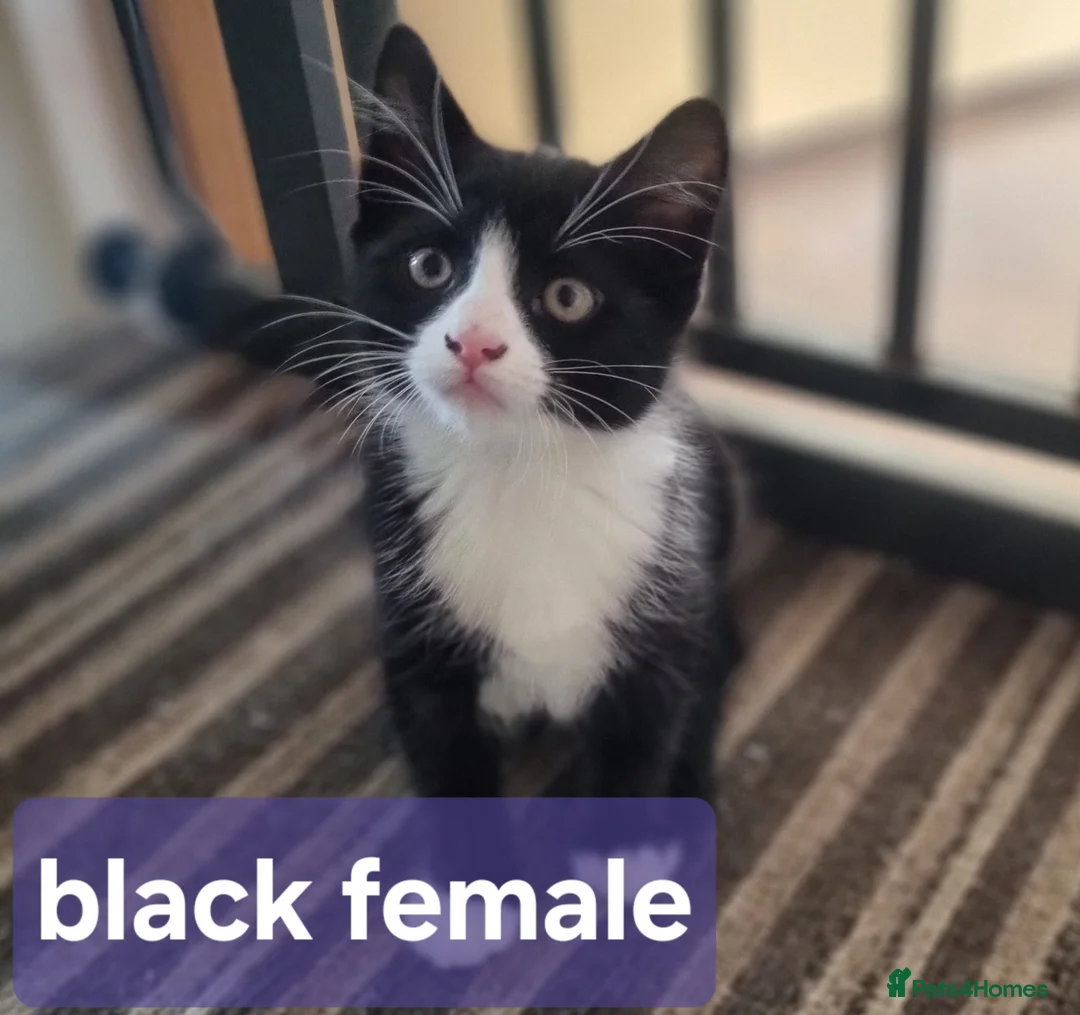 Mixed Breed cats for sale: READY NOW..2 remaining litter of beautiful kittens - Advert 13