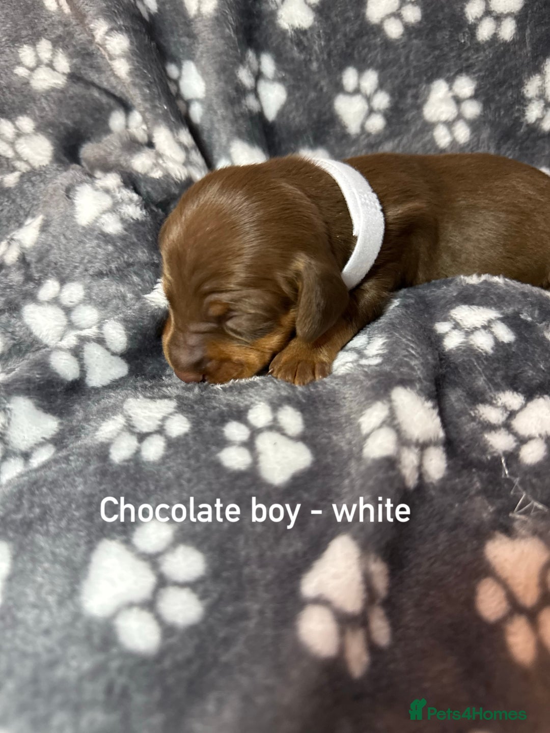 Miniature Dachshund dogs for sale: 7 beautiful miniature dachshund puppies for sale - Image 4