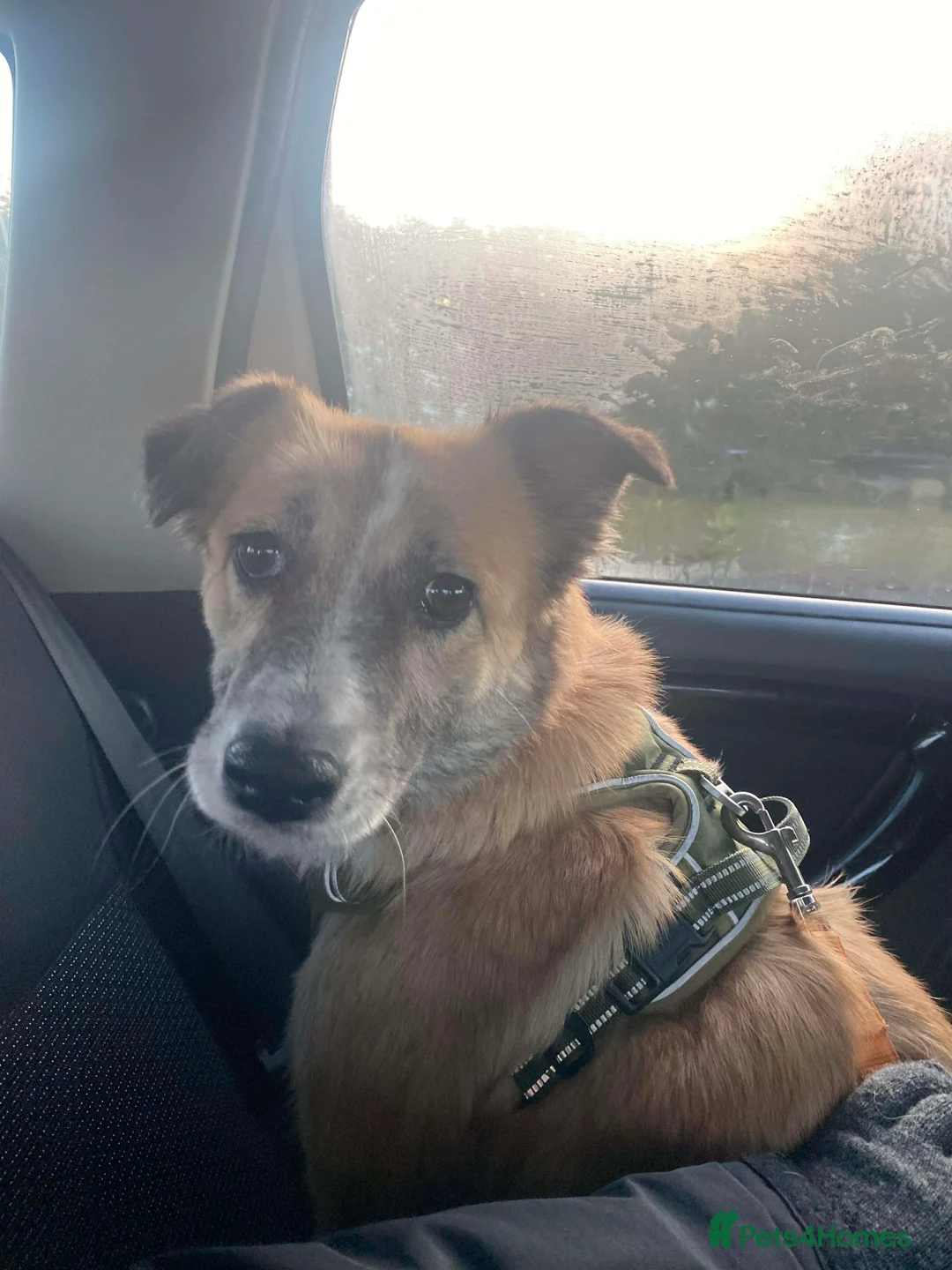 Mixed Breed dogs for adoption: 💕 Shelby 💕 in Blackpool - Advert 4