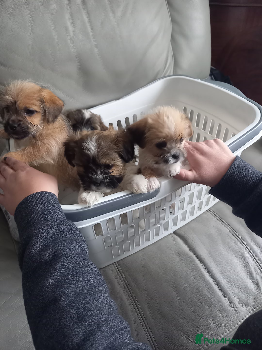 Mixed Breed dogs for sale: Shih tzu cross Jack Russell - Image 12