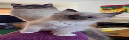 Ragdoll cats for sale: Gorgeous Ragdoll Kittens  - Advert 14