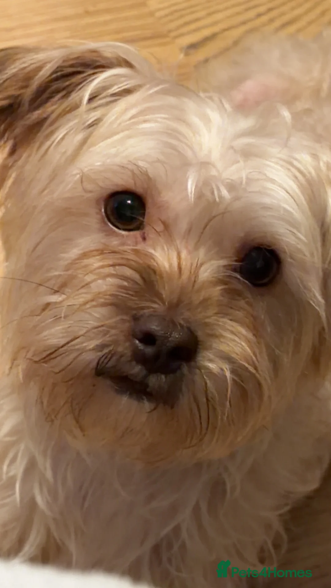 Mixed Breed dogs for sale: Female Shih Tzu crossbreed  in Plymouth - Advert 2