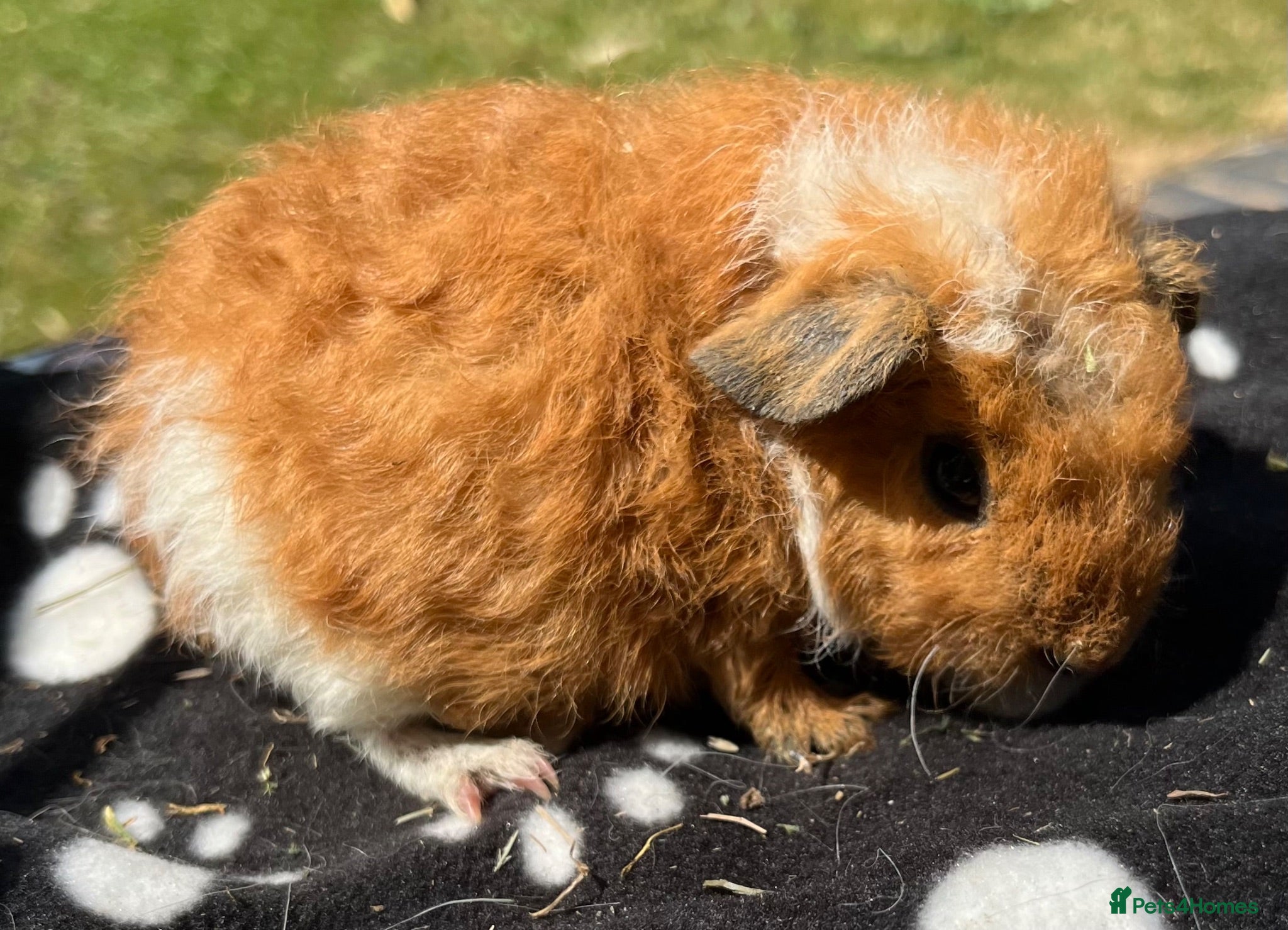 Guinea Pig rodents Guniea pigs. - Advert 5