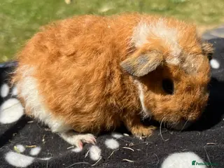 Guinea Pig rodents Guniea pigs. - Advert 5