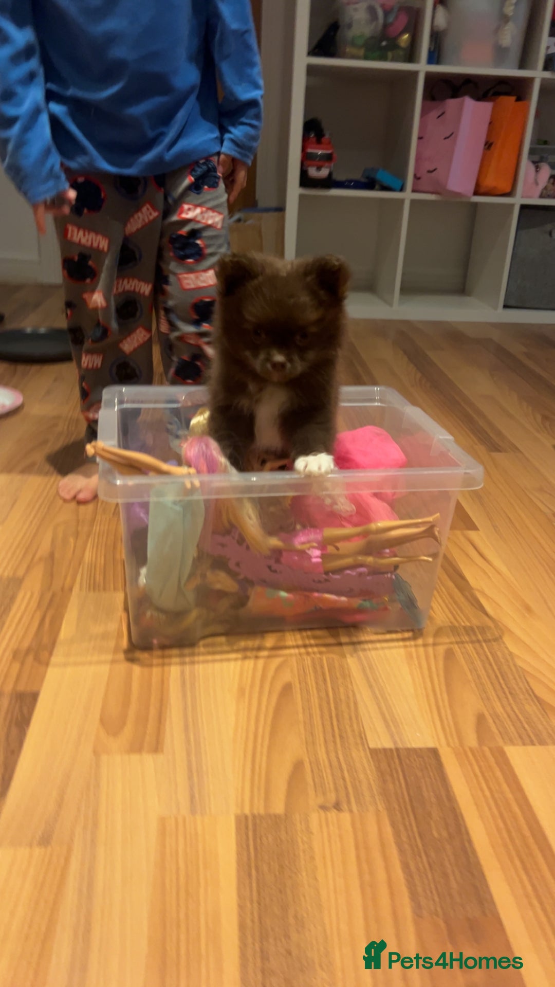 Pomeranian dogs for sale: 1 stunning rare markings Pom ready now  - Advert 17
