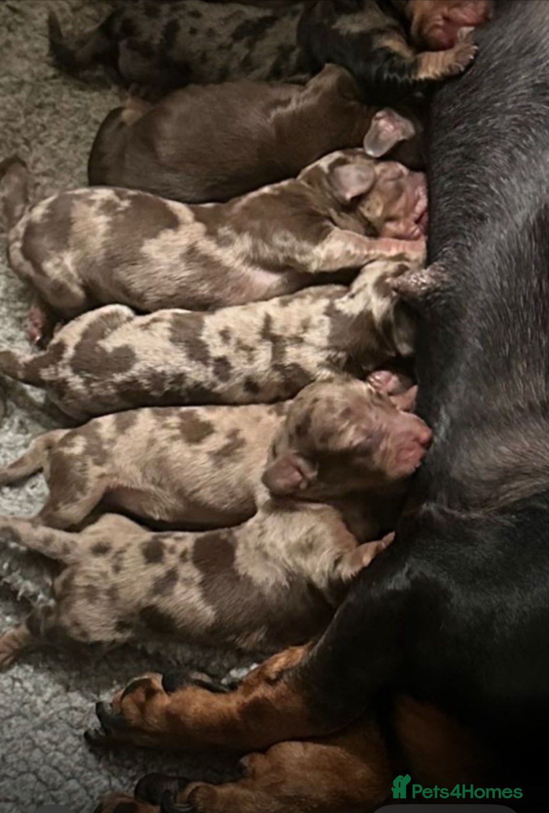 Miniature Dachshund dogs for sale: True miniature smooth coat dachshund puppies  - Image 3