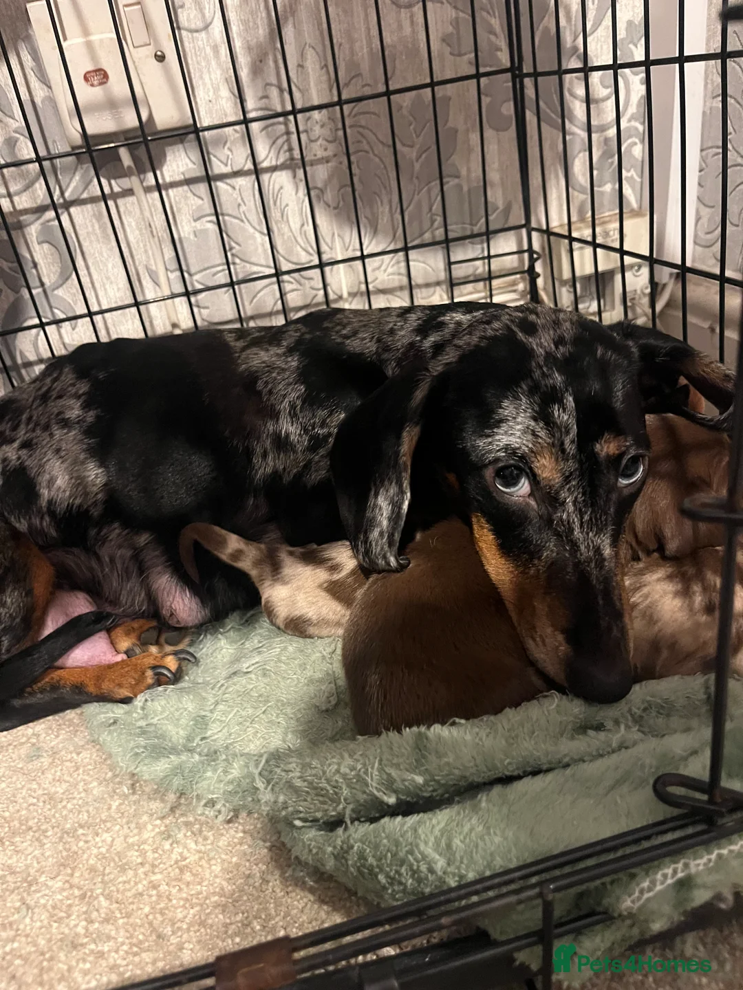 Dachshund dogs for sale: Lovely little lady  - Advert 1