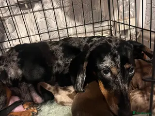 Dachshund dogs Lovely little lady - Advert 1