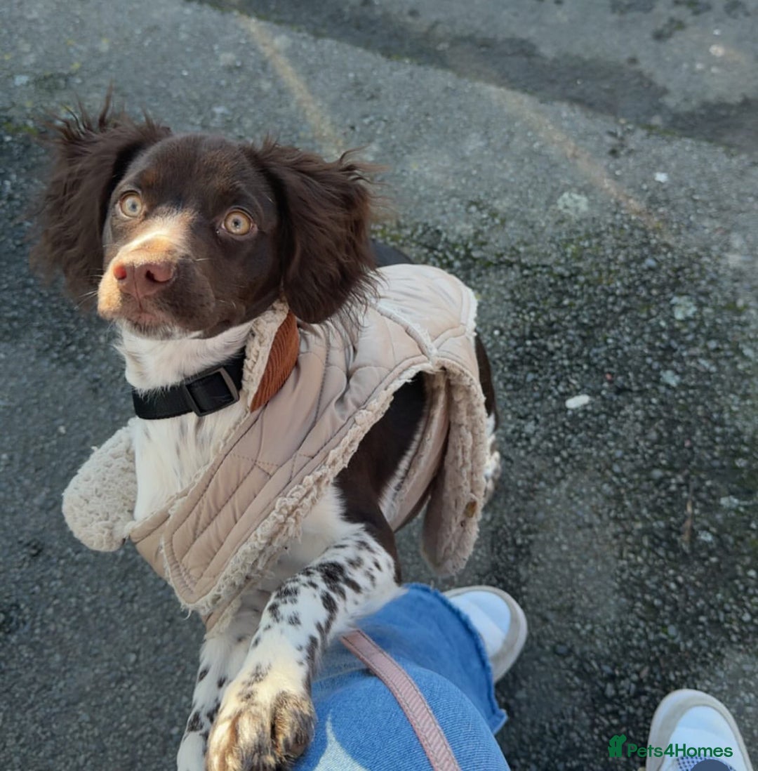 English Springer Spaniel dogs for sale: Coco springer spaniel - Image 2
