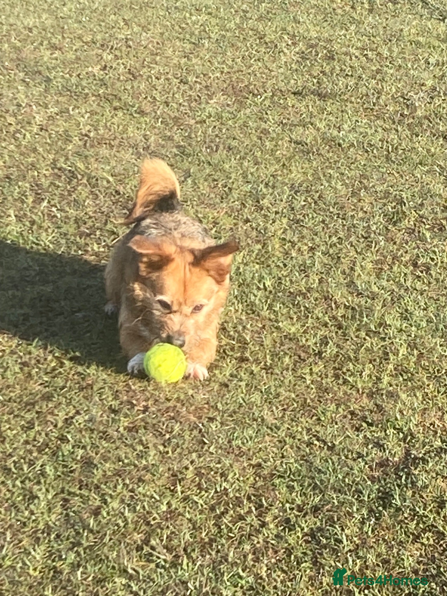 Mixed Breed cats Wonderful girl Willow - Advert 1