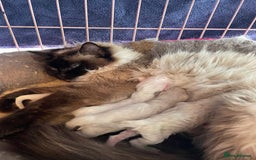 Ragdoll cats for sale: Ragdoll kittens ready now 3 boys 1 girl available  - Image 10