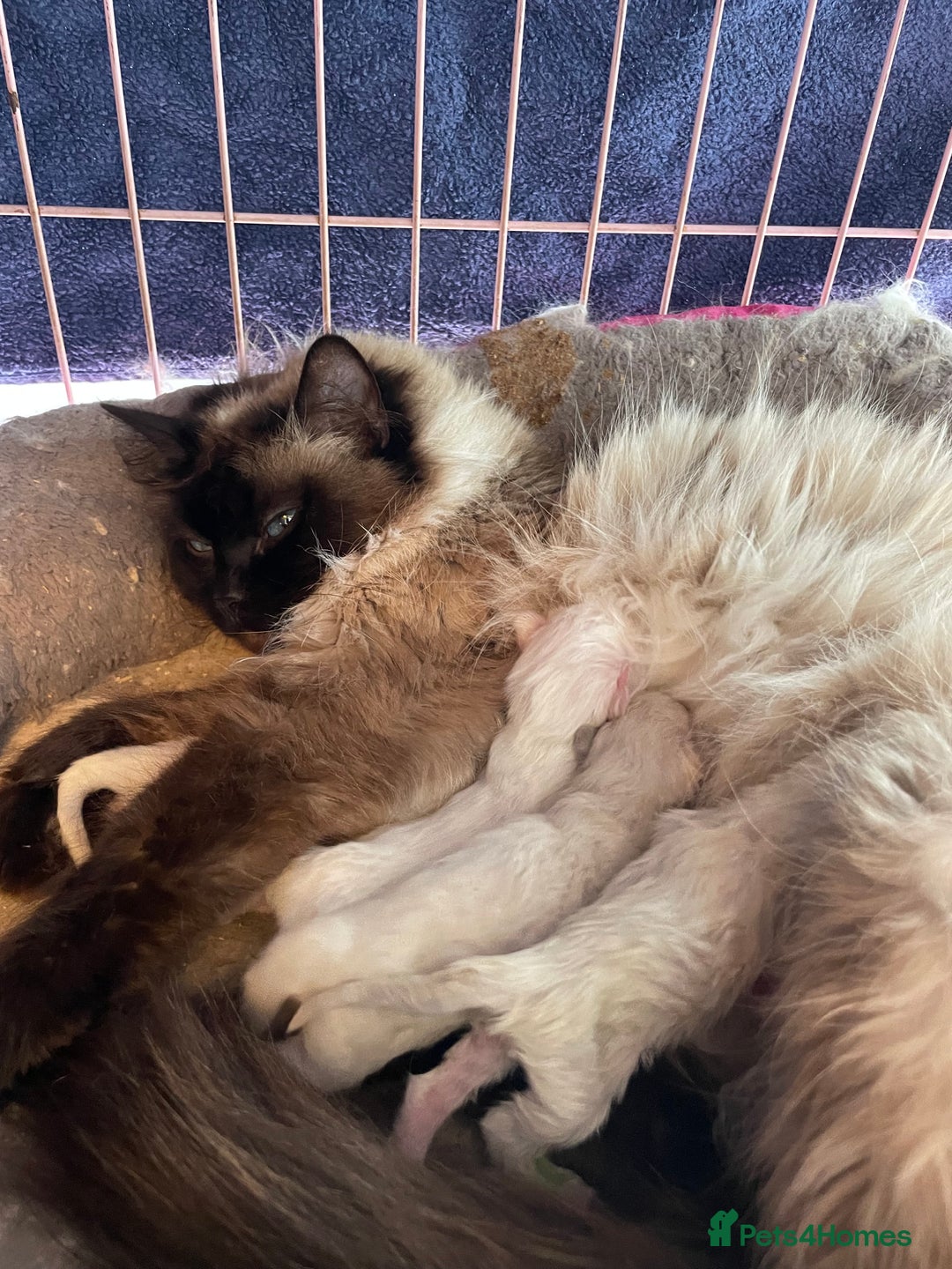 Ragdoll cats for sale: Ragdoll kittens ready now 3 boys 1 girl available  - Image 10