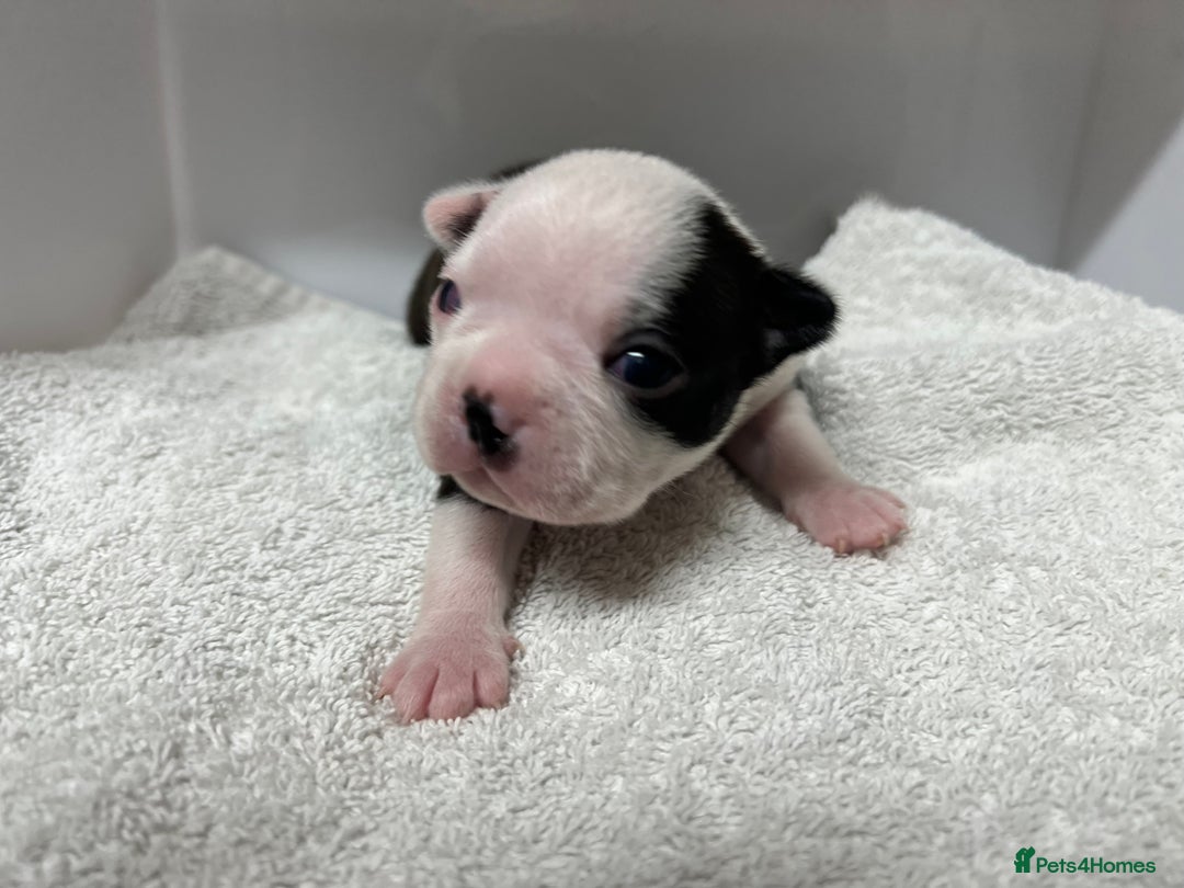 Boston Terrier dogs for sale: Champ bloodline (KC) Boston Terrier pups 💕 - Image 7