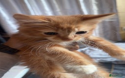 British Longhair cats for sale: 5 beautiful kittens for sale - Image 2