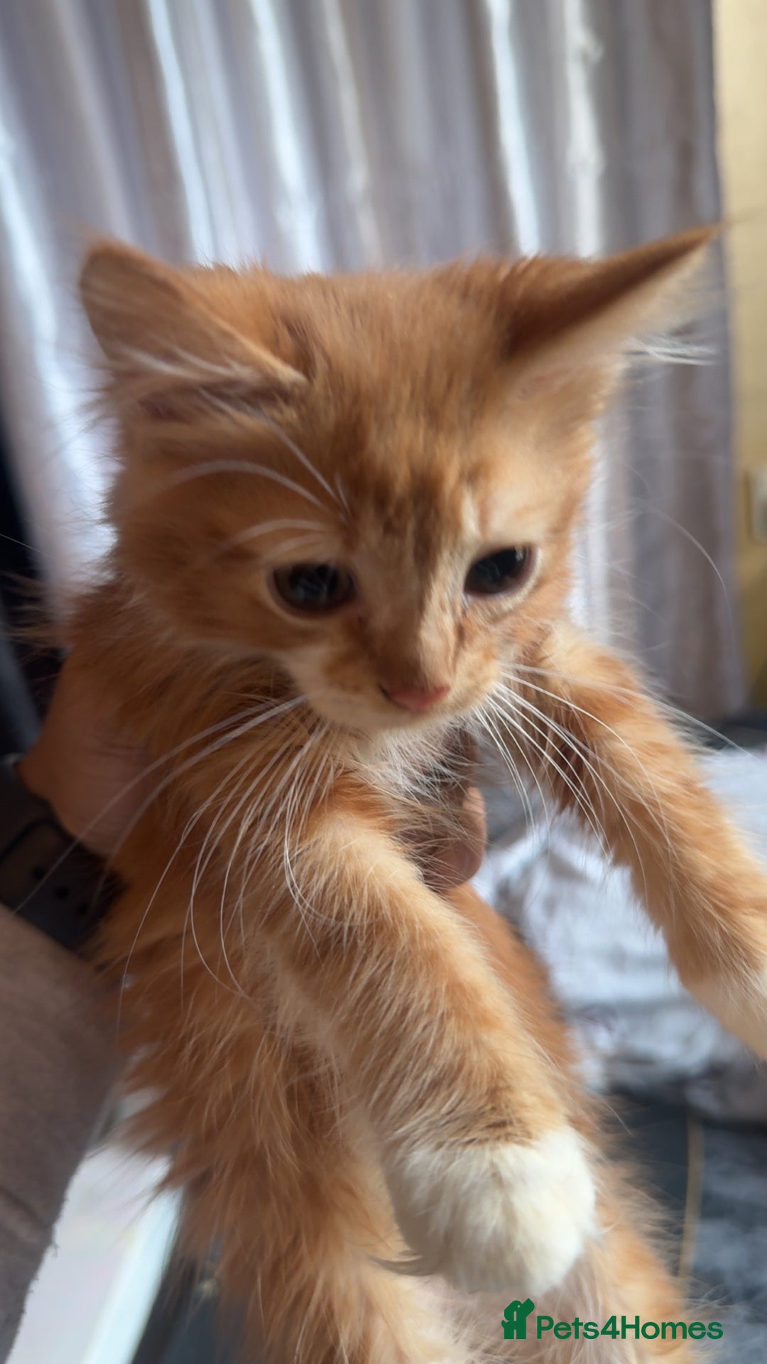 British Longhair cats for sale: 5 beautiful kittens for sale - Image 2