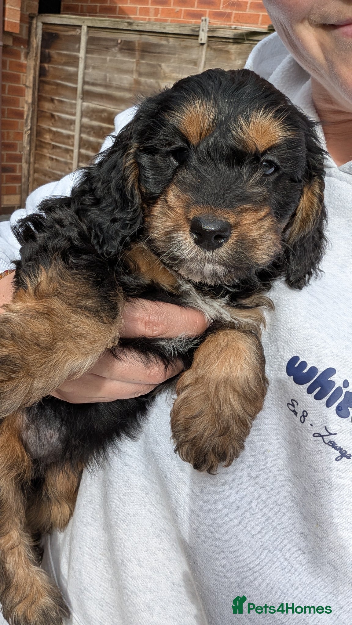 Cockapoo dogs Stunning Toy Cockapoo Puppies - Advert 10