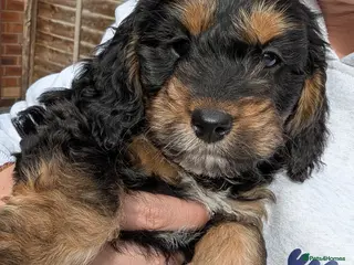 Cockapoo dogs Stunning Toy Cockapoo Puppies - Advert 10