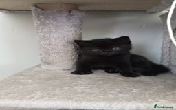 American Shorthair cats for sale: 2 baby girl kittens ready for forever homes - Image 6