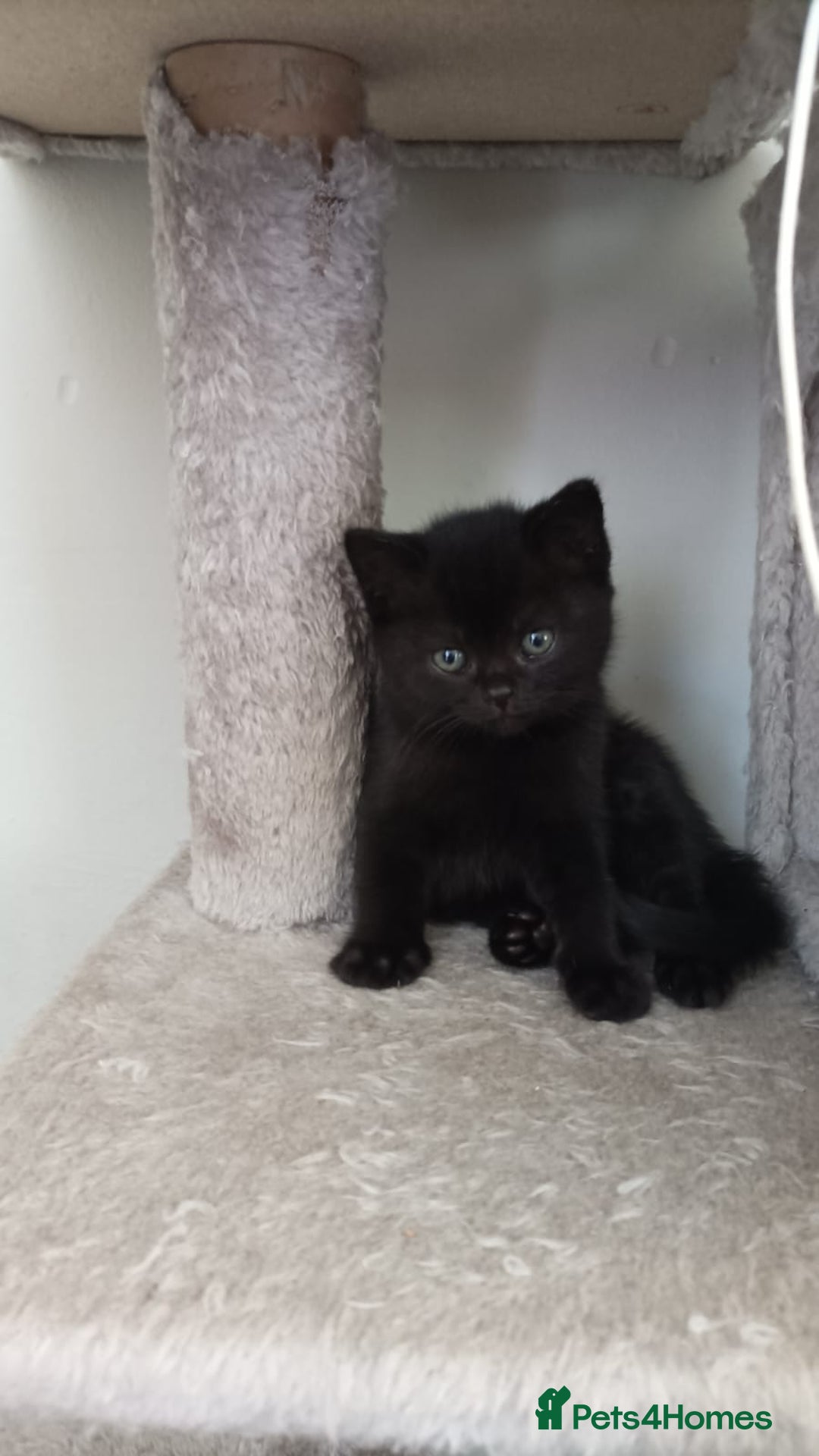 American Shorthair cats for sale: 2 baby girl kittens ready for forever homes - Image 6