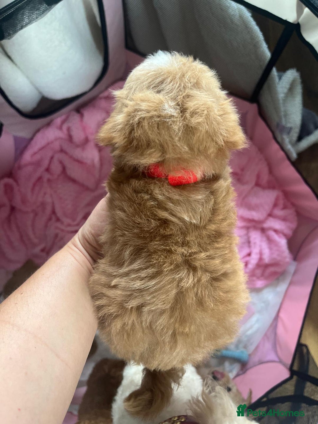 Maltipoo dogs for sale: 💫Tiny Red Boys Available Now💫 - Image 26