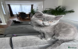 British Shorthair cats for sale: beautiful BSH girl (one girl left)  - Image 4