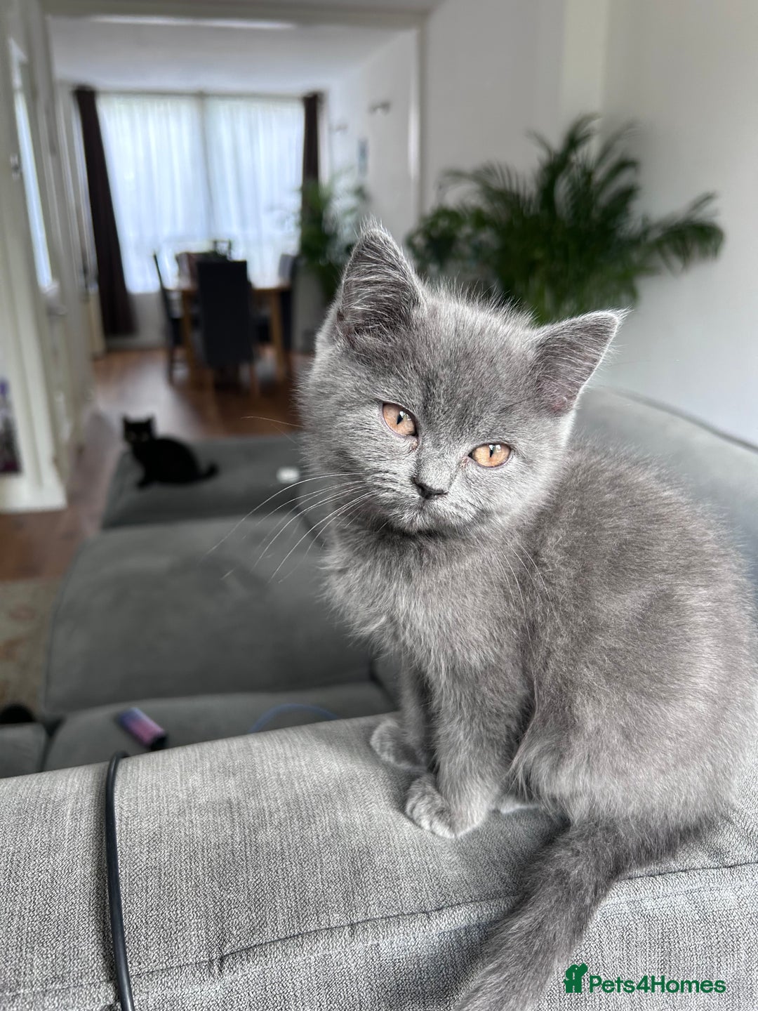 British Shorthair cats for sale: beautiful BSH girl (one girl left)  - Image 4