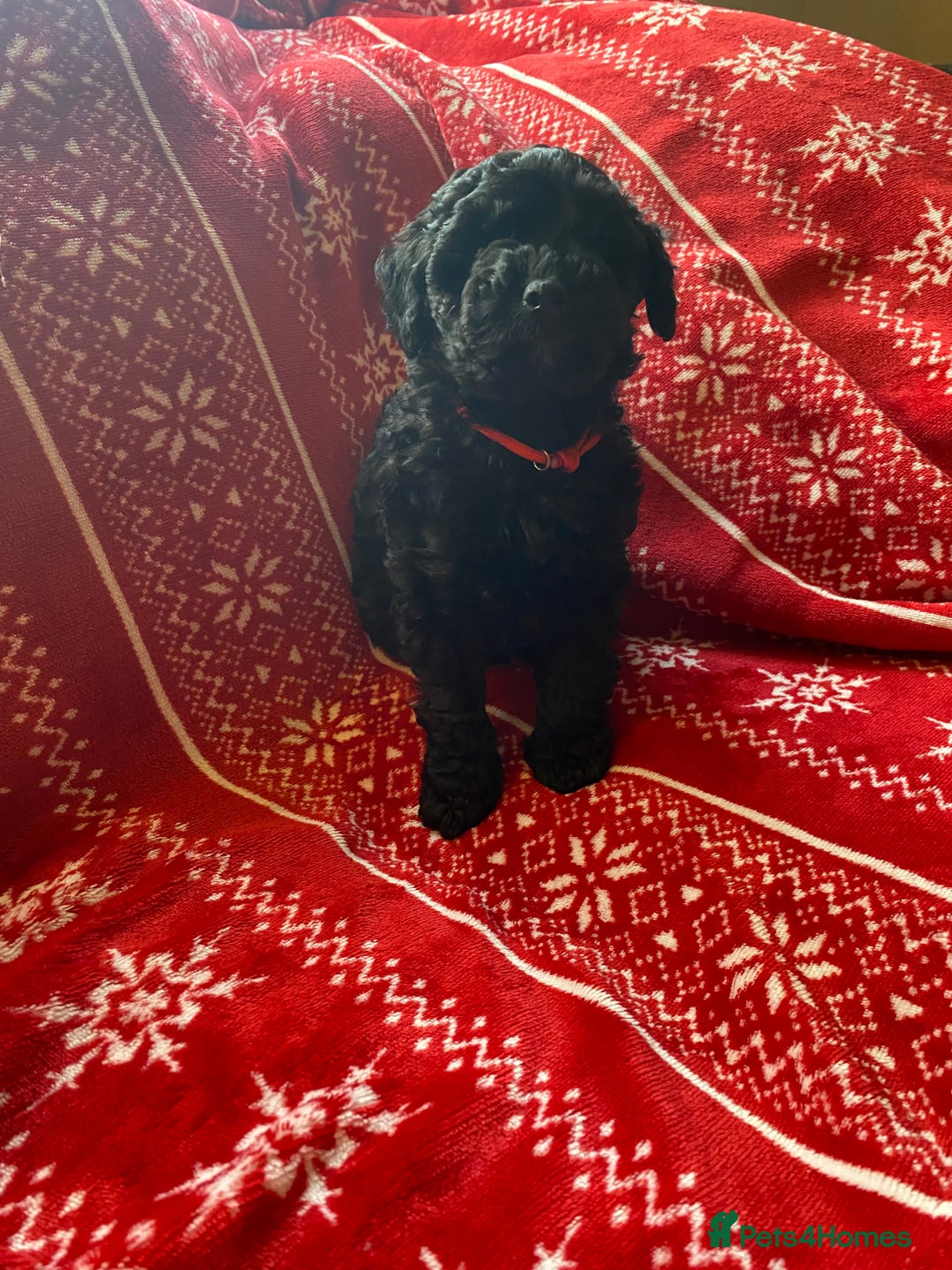 Toy Poodle dogs for sale: Reduced Remaining Toy poodle kc registered  - Advert 16