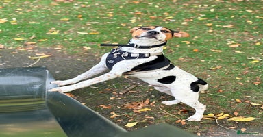 Mixed Breed dogs Urgently Need To Rehome My Beautiful Arlo 🤍 - Advert 2