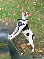 Mixed Breed dogs Urgently Need To Rehome My Beautiful Arlo 🤍 - Advert 2