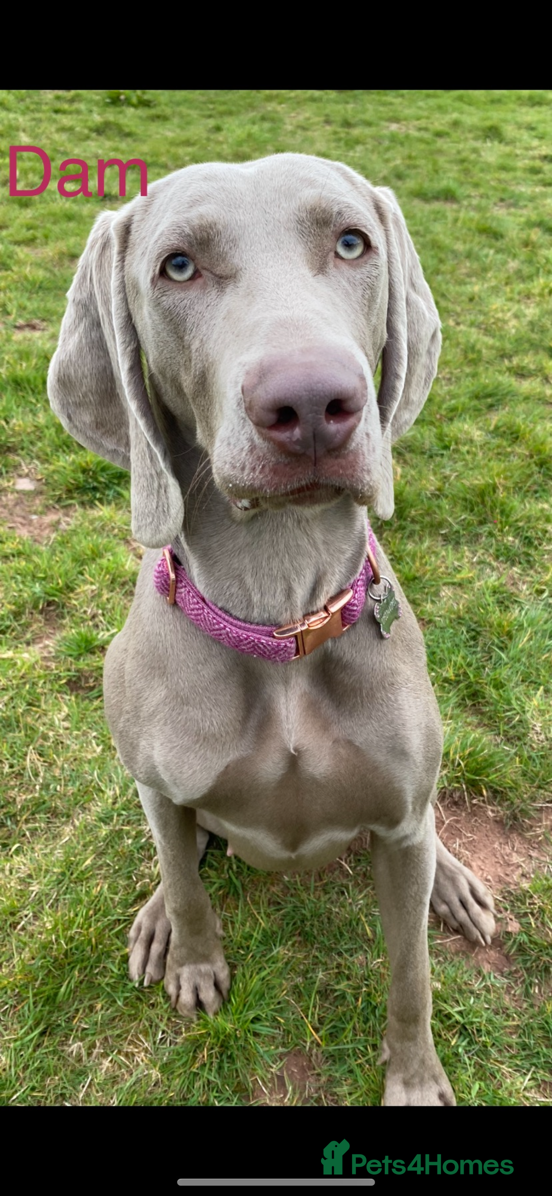 Weimaraner dogs for sale: Kc registered Weimaraner pups  - Advert 2