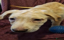 Mixed Breed dogs for sale: German shepard **tiff - Image 4