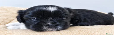 Shih Tzu 3