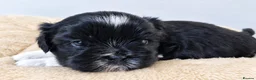 Shih Tzu dogs for sale: Beautiful Shih Tzu Puppies – 2 Girls & 3 Boys in London - Advert 4