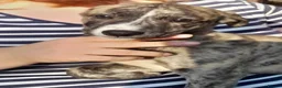 Lurcher dogs for sale: Stunning top quality lurcher puppies in Derby - Advert 2
