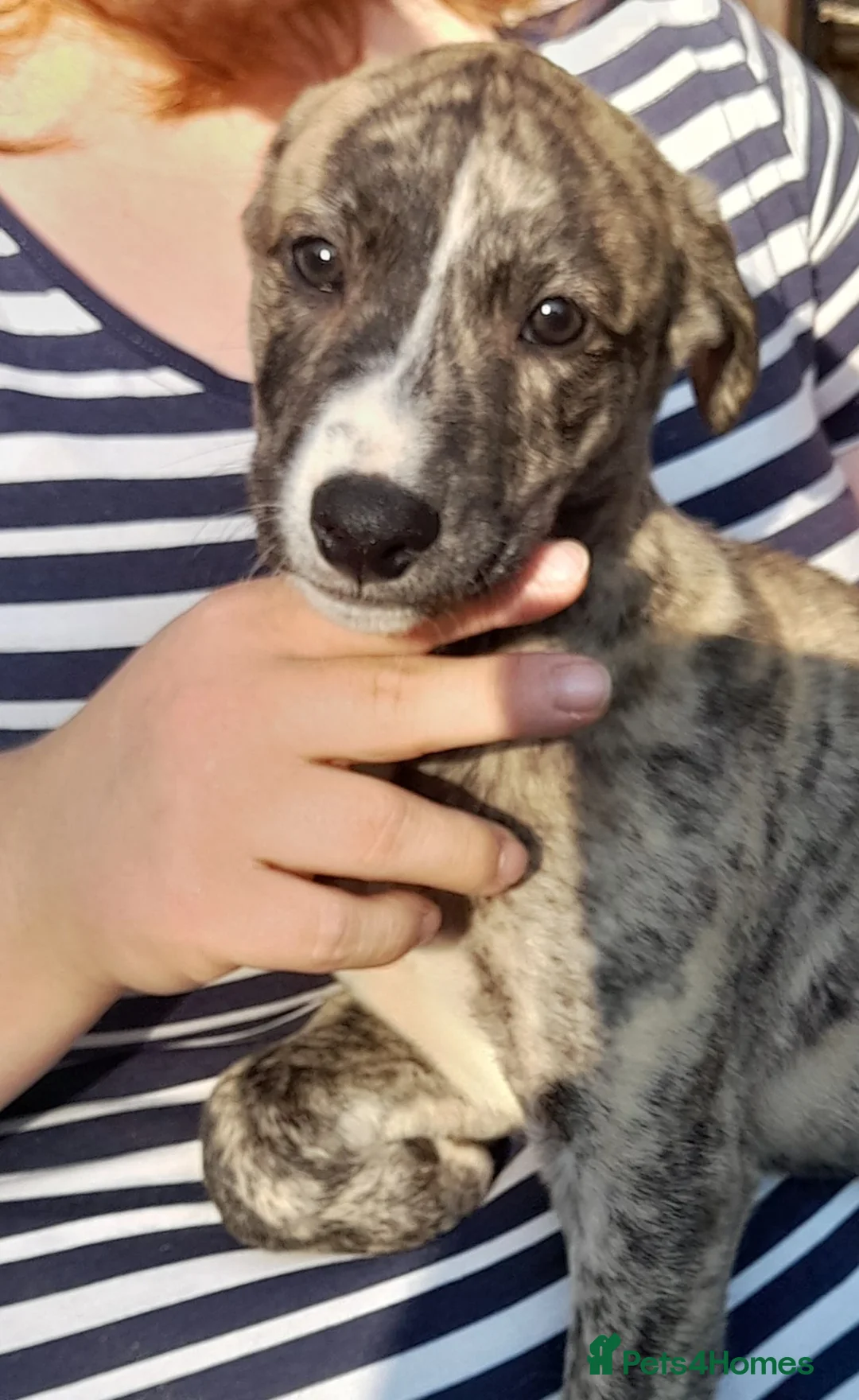 Lurcher dogs for sale: Stunning top quality lurcher puppies in Derby - Advert 2