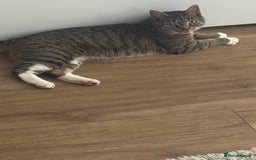 Domestic Shorthair cats for sale: Beautiful female tabby cat for sale  - Image 8