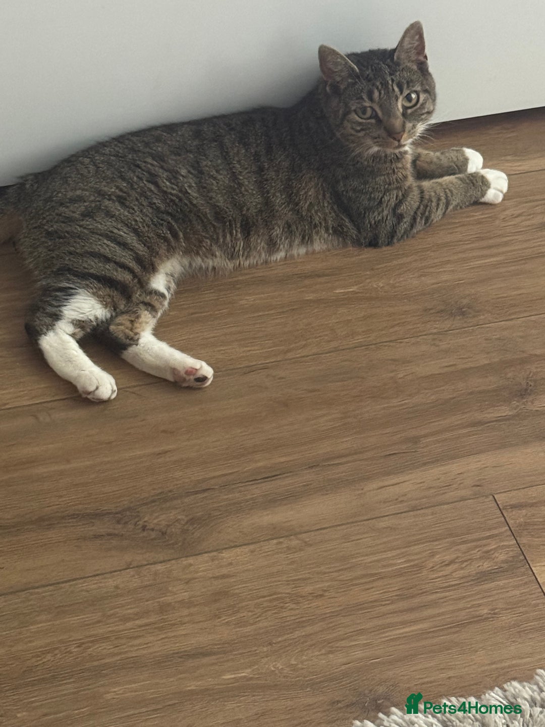 Domestic Shorthair cats for sale: Beautiful female tabby cat for sale  - Image 8