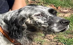 English Setter dogs for adoption: Nahi  - Image 7