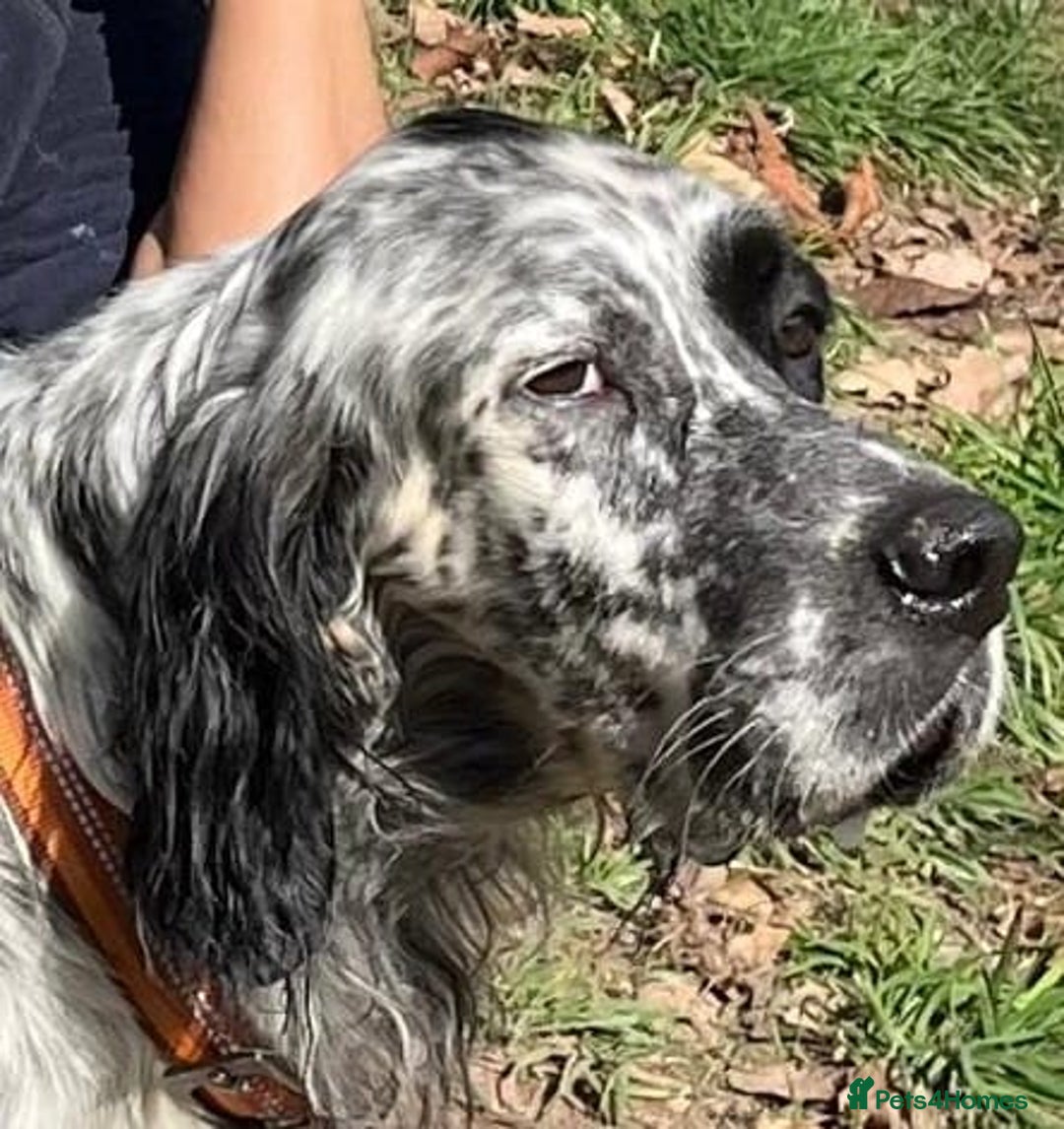 English Setter dogs for adoption: Nahi  - Image 7