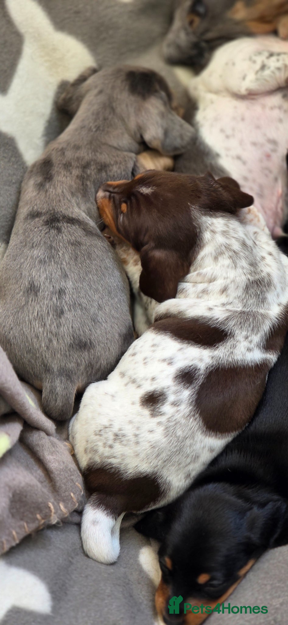 Miniature Dachshund dogs 🐾 Miniature Dachshund Puppies for Sale 🐾 - Advert 17